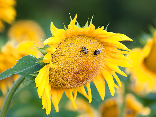 Smiley Face Sunflower