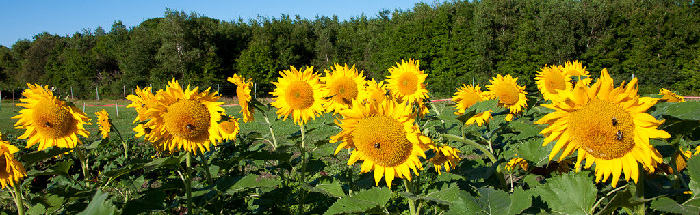 Field of Sunflowers