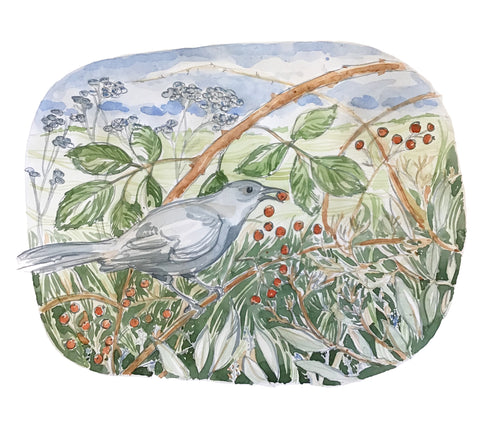 Catbird Card