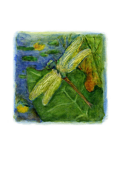 Dragonfly Card